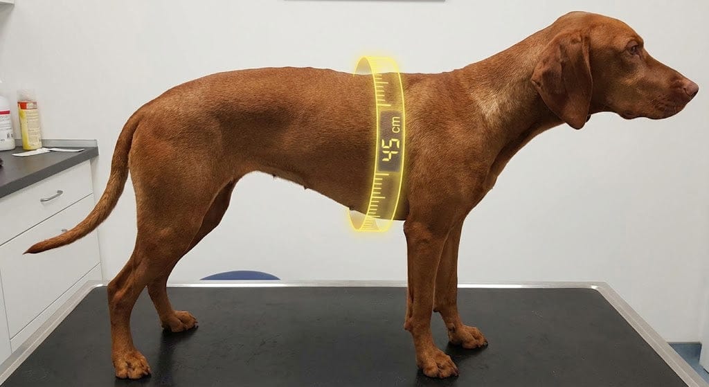 A dog with a visible waistline