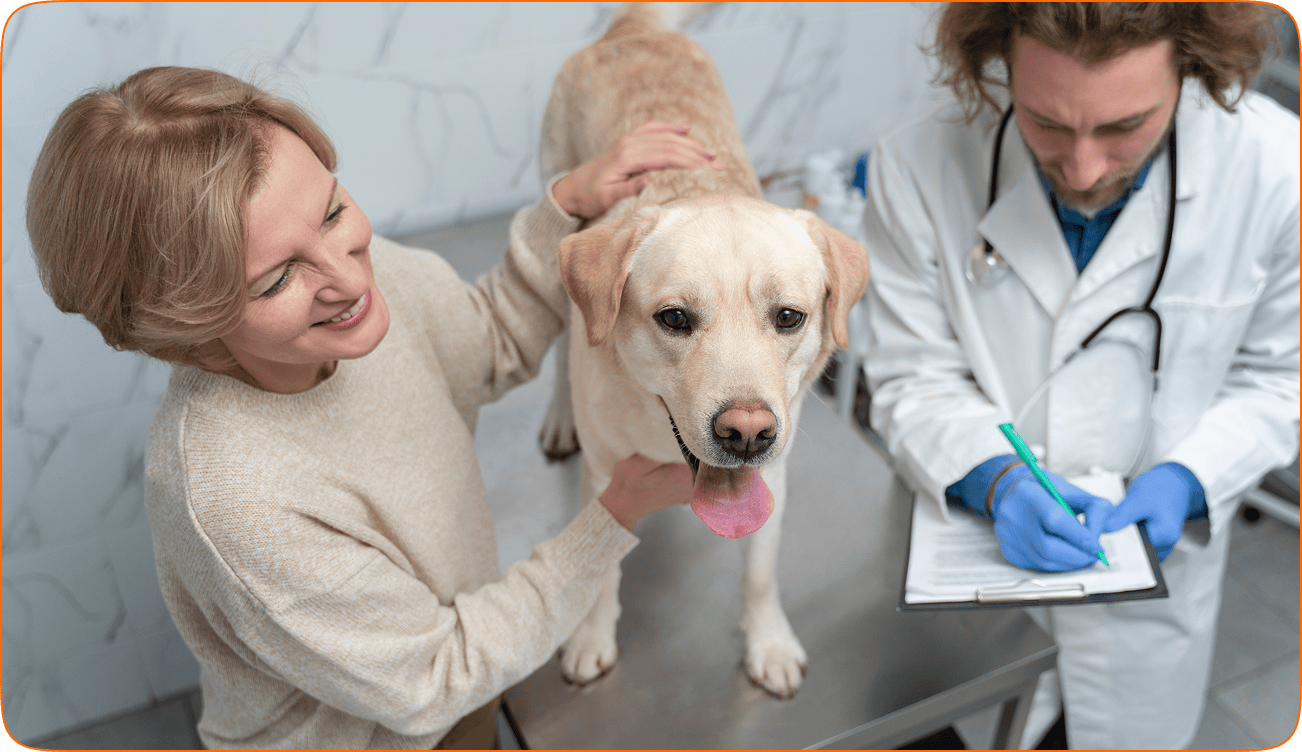 Dog receiving a veterinary check-up